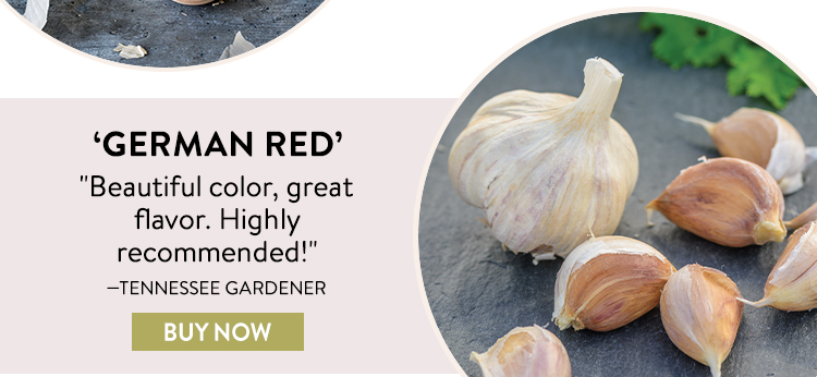 Garlic, German Red