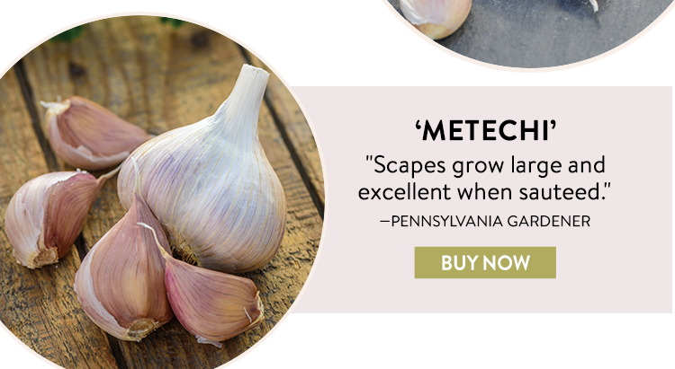 Garlic, Metechi