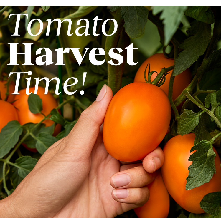 Tips For Gardening Tomatoes