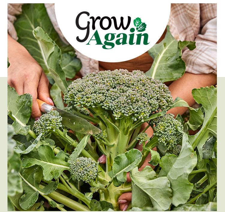 Shop All Brassica Seeds and Plants