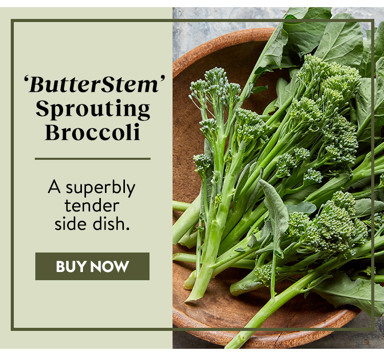 Sprouting Broccoli, ButterStem Hybrid