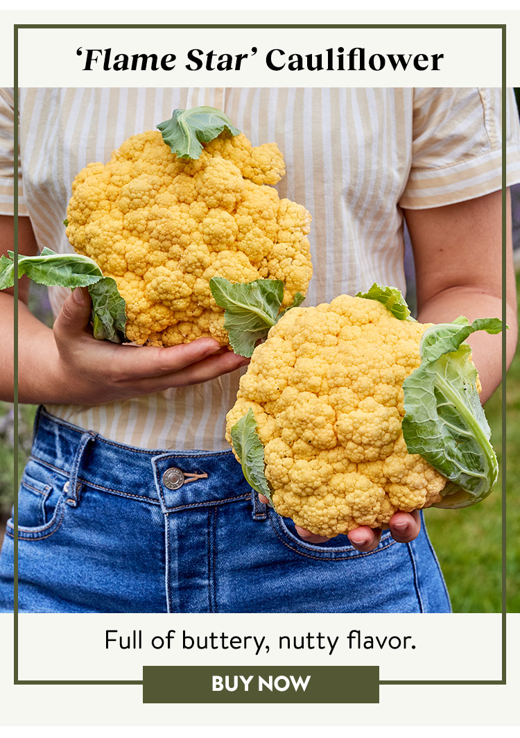 Cauliflower, Flame Star Hybrid