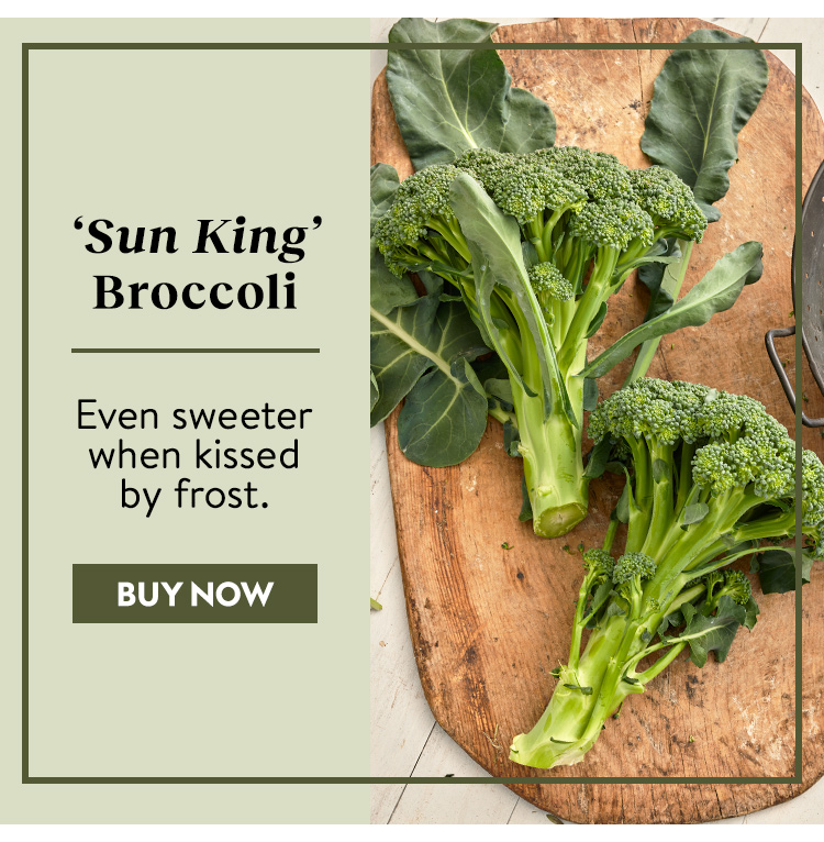 Broccoli, Sun King Hybrid