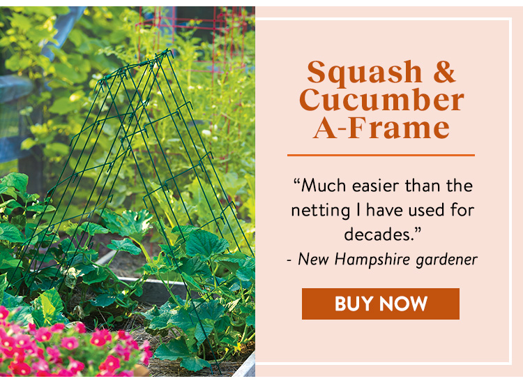Squash and Cucumber A-Frame