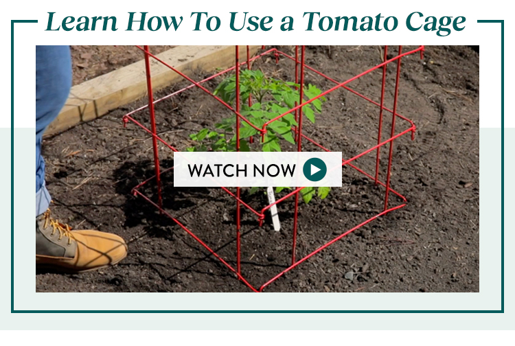 How to Use a Tomato Cage