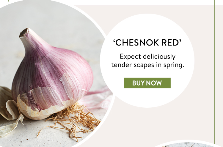 Buy Chesnok Red Garlic