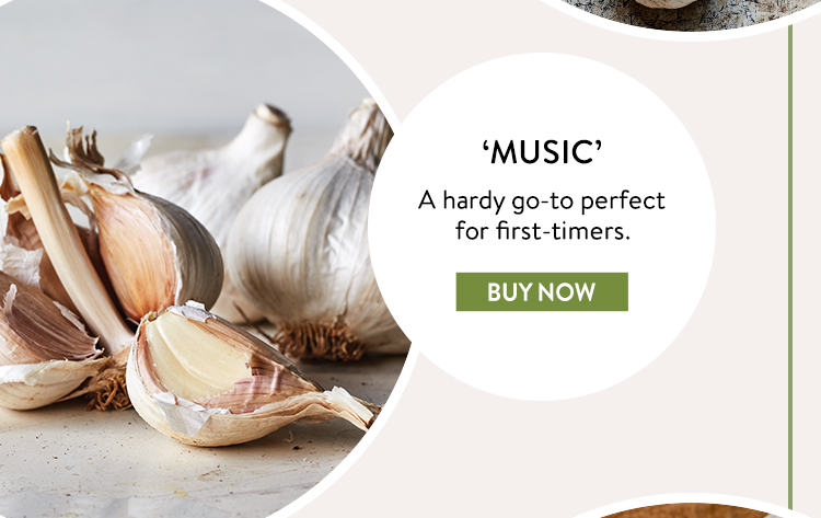 Buy Music Garlic