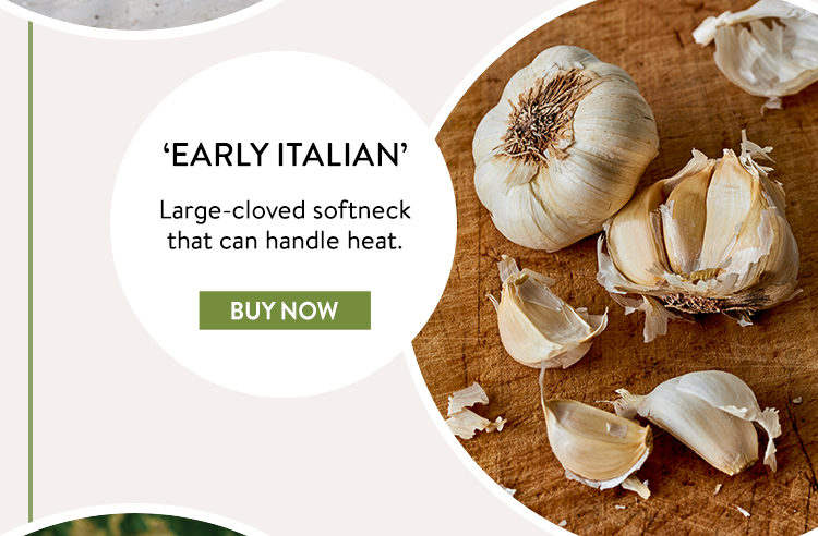Buy Early Italian Garlic