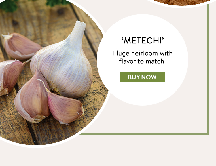 Buy Metechi Garlic