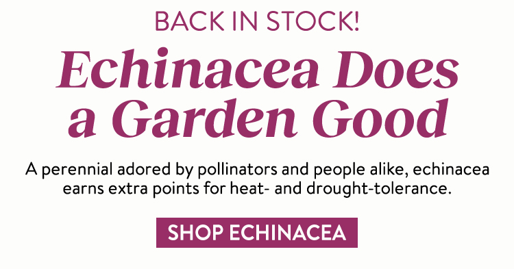 Shop Echinacea