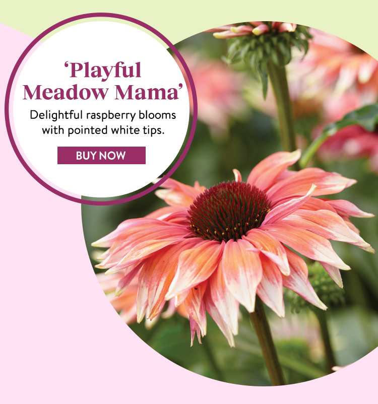 Echinacea, Playful Meadow Mama