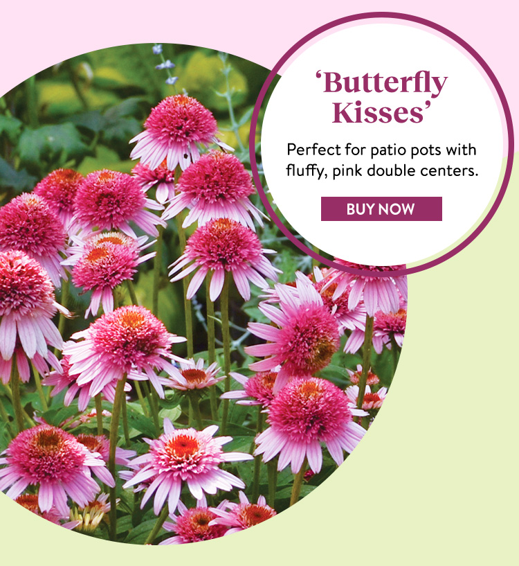 Echinacea purpurea, Butterfly Kisses