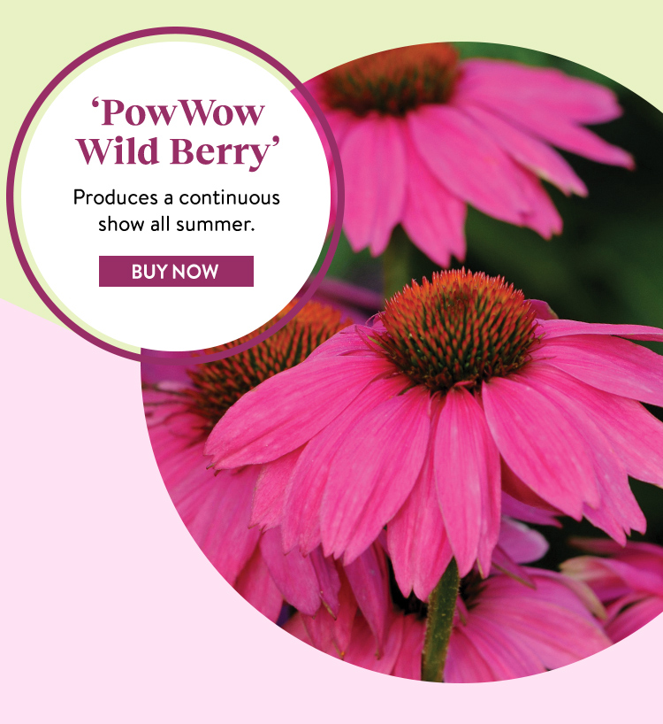 Echinacea, PowWow Wild Berry