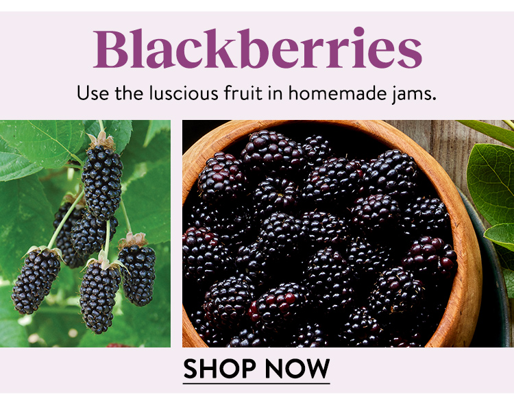 Shop Blackberries