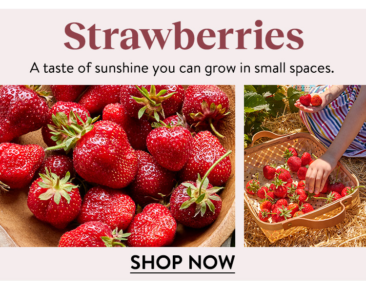 Shop Strawberries