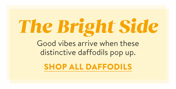 Shop All Daffodils