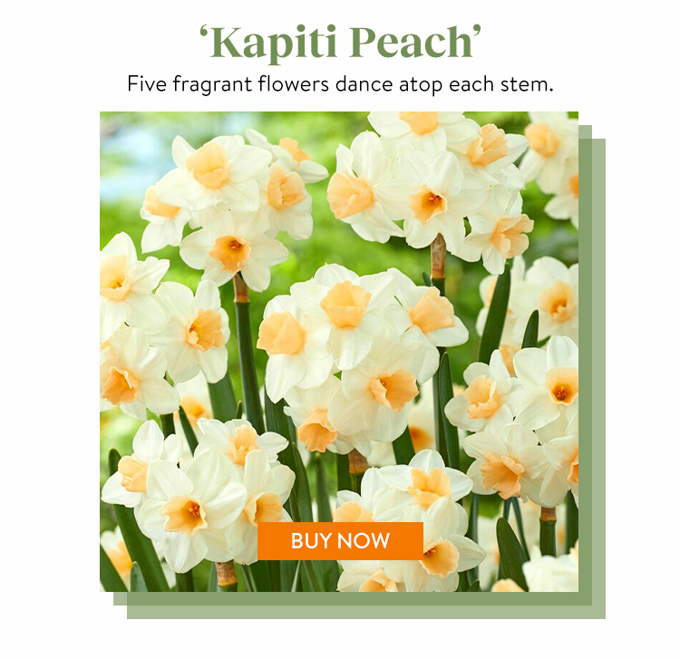 Daffodil, Kapiti Peach