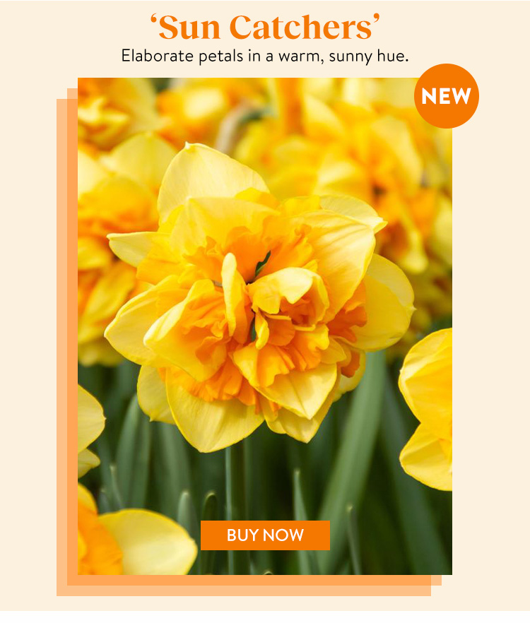Daffodil, Sun Catchers