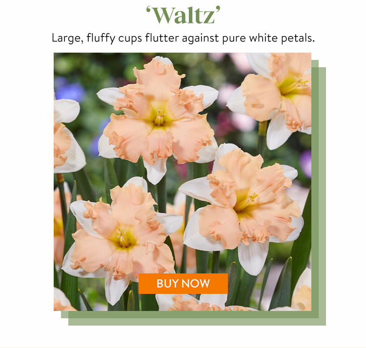 Daffodil, Waltz