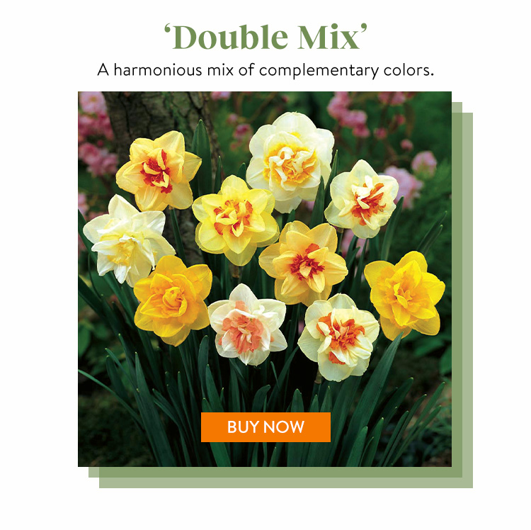 Daffodil, Double Mix