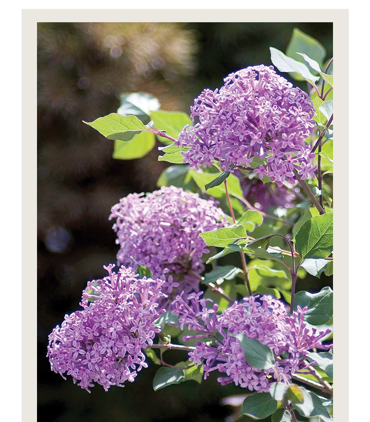 Lilac, Bloomerang Dark Purple