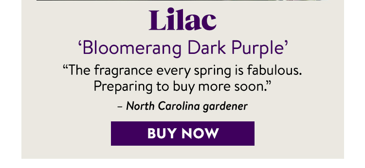 Lilac, Bloomerang Dark Purple