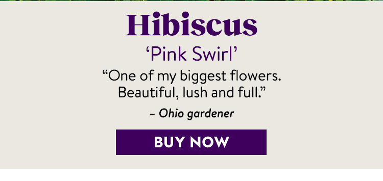 Hibiscus, Pink Swirl
