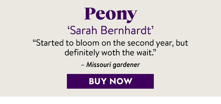 Peony, Sarah Bernhardt