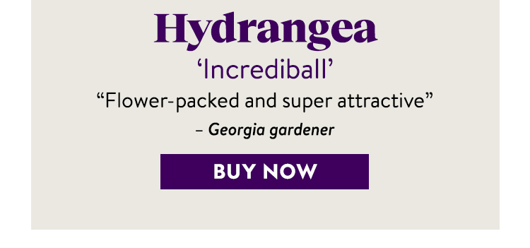 Hydrangea arborescens, Incrediball