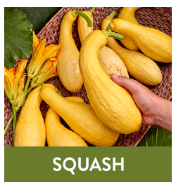 Squash Seeds