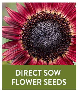 Direct Sow Flower Seeds