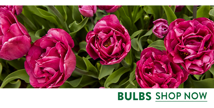 Flowering Bulbs