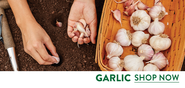 Garlic Bulbs