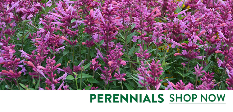 Fall Perennial Plants