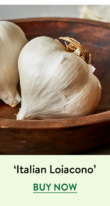 Garlic, Italian Loiacono