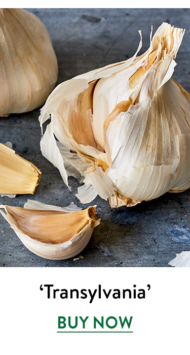 Garlic, Transylvania