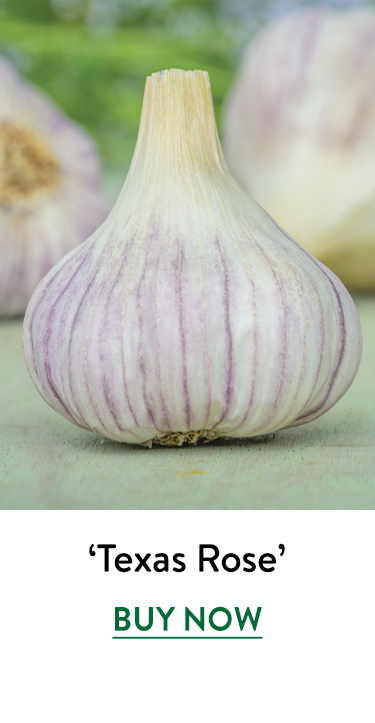 Garlic, Texas Rose