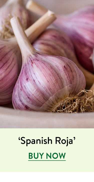 Garlic, Spanish Roja