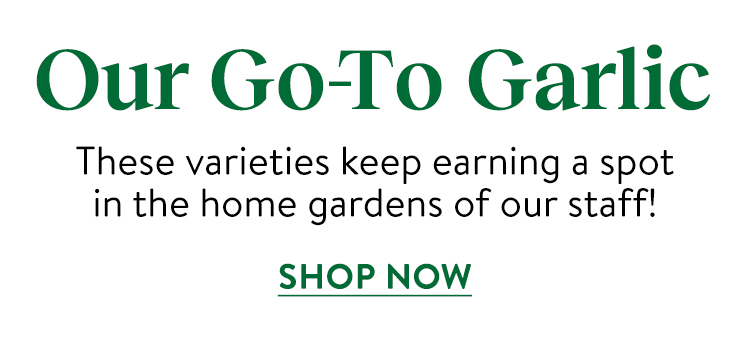 Garlic Bulbs