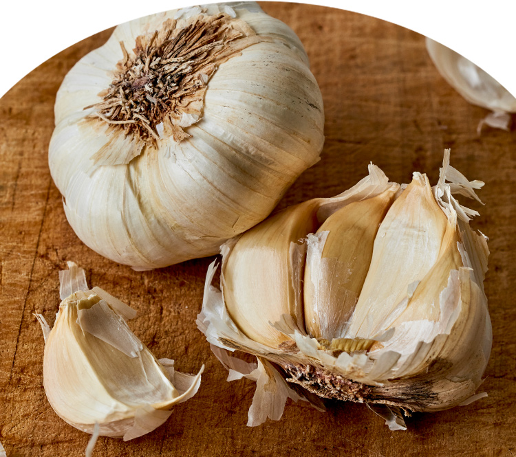 Garlic, Early Italian