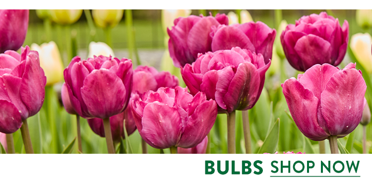 Flowering Bulbs