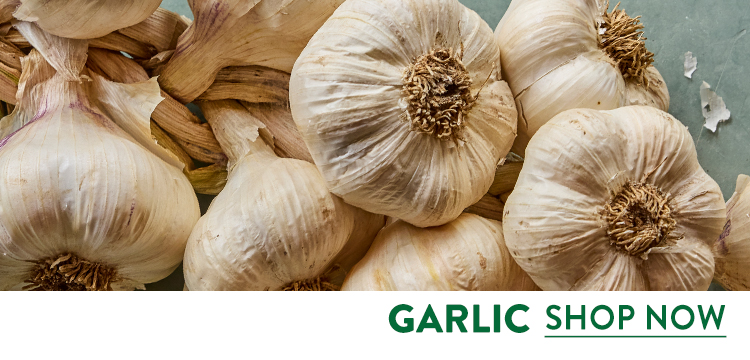 Garlic Bulbs
