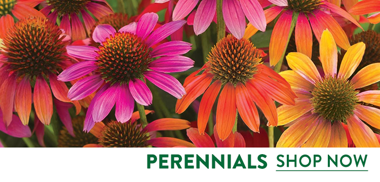 Fall Perennial Plants