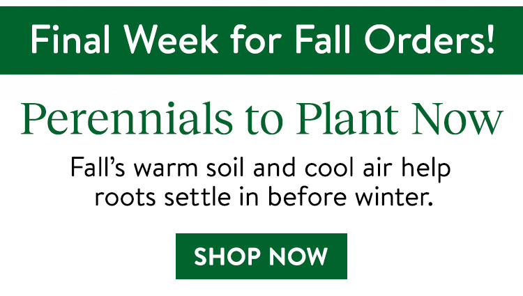 Fall Perennial Plants