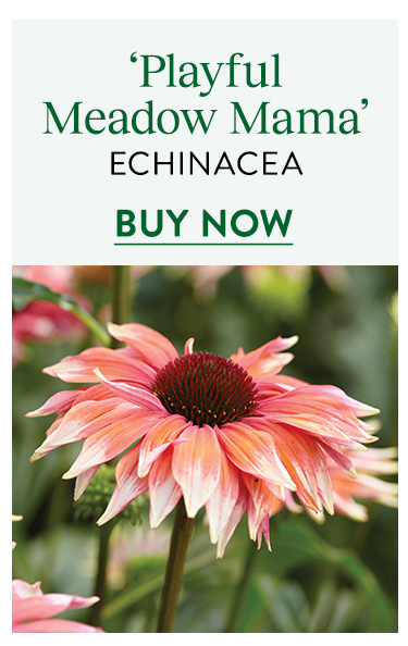 Echinacea, Playful Meadow Mama