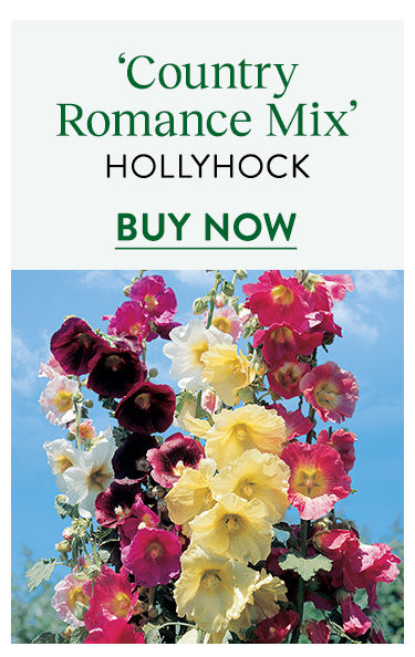 Hollyhock, Country Romance Mix