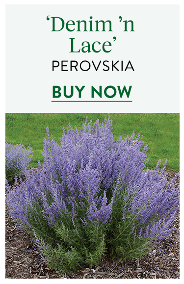 Pervoskia, Denim 'n Lace