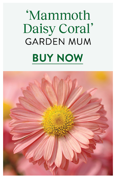 Garden Mum, Mammoth Daisy Coral