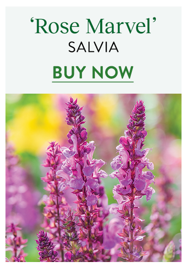 Saliva, Rose Marvel