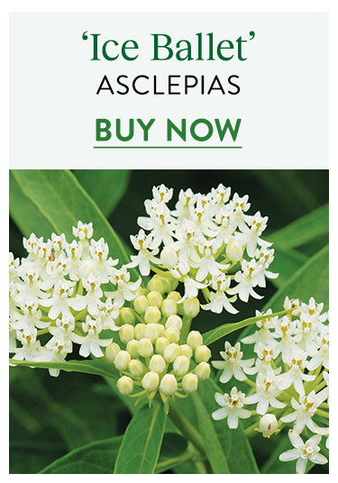 Ice Ballet, Asclepias